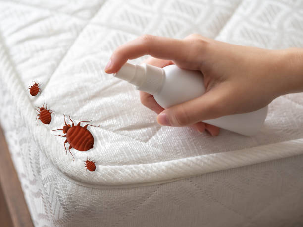 Best Affordable Pest Control Services  in Concord, CA