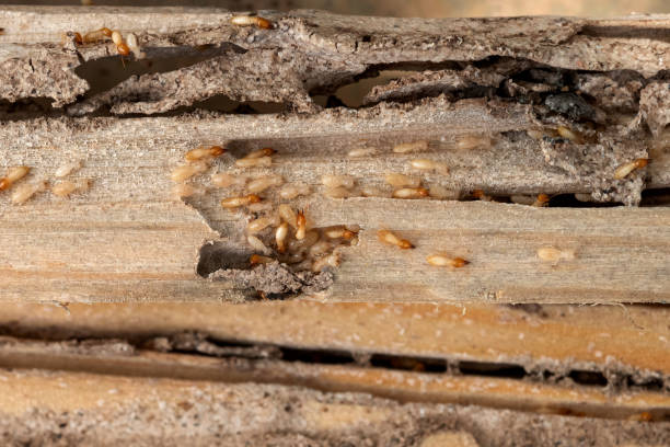 Best Local Pest Control Services  in Concord, CA