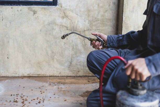 Wasp Removal Services in Concord, CA